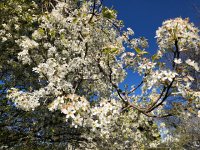 IMG 6574  It allows me to see the trees in bloom
