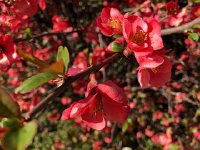 IMG 6575  Quince bush reminds me of our backyard in Woodland