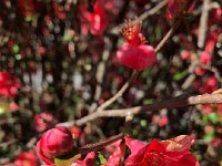 IMG 6576  Quince bush in bloom