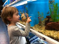 IMG 6674  I go to pick up Val before lunch and take her to Pet Supermarket. She immediately goes past the little rodents I thought we were there to see and to the acquarium section