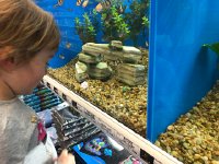 IMG 6675  she likes the glow in the dark and bright colored tank accessories