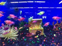 IMG 6676  hot colored fish