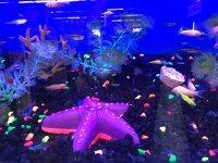 IMG 6677  glow in the dark starfish