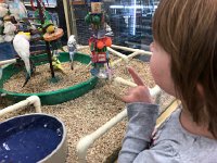 IMG 6678  the parakeets are somewhat interesting