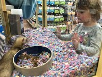 IMG 6680  but the best part is the ferret who happens to have awoken!