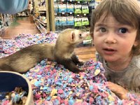 IMG 6686  good thing the glass is in place because I don&#39;t think the ferret&#39;s intentions are necessarily kind