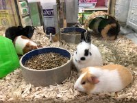 IMG 6688  Bunnies are not interesting to Val