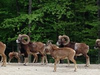 IMG 1561  not lack of rams...