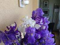 IMG 1824  More irises!