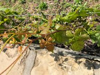 IMG 7865  Chasselas at the start of growth