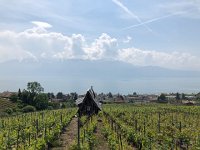 IMG 7868  crazy house in the vineyard