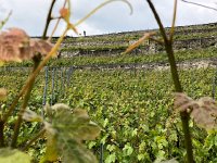 IMG 7890  vineyard detail