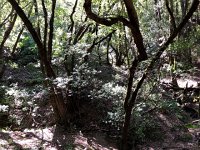 IMG 7958  from dense woods