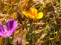 IMG 7966  more herbaceous detail