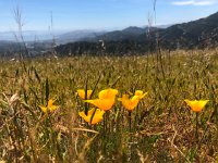 IMG 7972  the herbs again