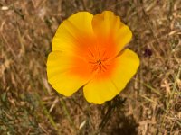 IMG 7976  what a beauty