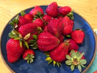 IMG 7985  more berries