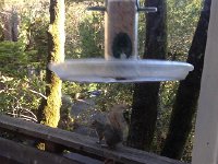 IMG 1877  first,  major squirrel onslaught on Frank&#39;s bird feeder