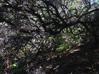 IMG 1885  my first view of manzanita