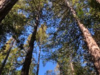 IMG 7989  into the redwood forest