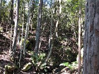 IMG 7990  along a ravine with a running stream