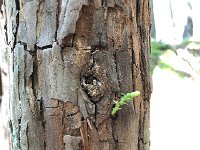 IMG 7992  redwood bud bursting from the bark
