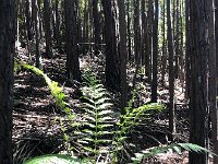 IMG 7993  deep shade