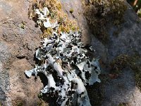 IMG 7995  lichen