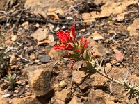 IMG 7999  Paintbrush