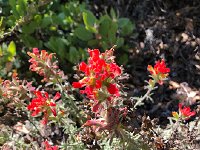 IMG 8001  more paintbrush