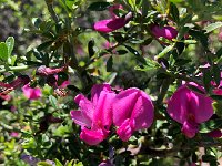 IMG 8008  some type of broom