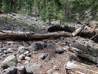 IMG 1934  stacks of firewood in Sagehen Basin