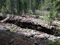 IMG 1936  still it persists on the landscape