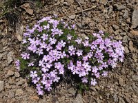 IMG 1938  Phlox