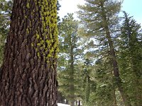 IMG 1947  Red fir and Faerthen