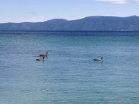 IMG 1970  Hodler&#39;s Geese