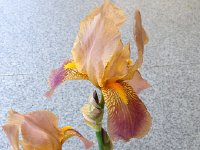 IMG 1567  irises from the garden