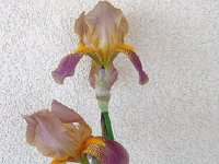 IMG 1569  always beautiful