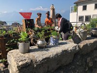 IMG 7221  seedlings for sale