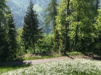 IMG 7247  laden with blooming narcissus