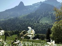 IMG 7265  Dent de Jaman and Rochers de Naye in the background