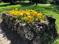 IMG 7269  planter in Les Avants