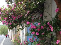 IMG 1685  roses in the town
