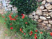 IMG 7371  poppies of course