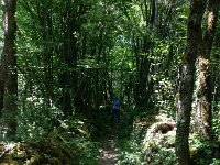 IMG 1706  back over the hill with the forest