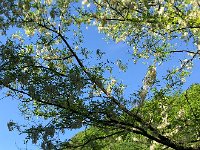 IMG 7394  Robinia in bloom