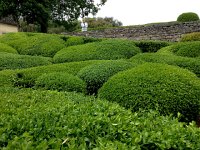 IMG 1711  famous for topiary