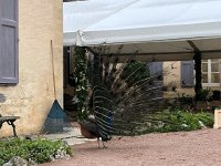 IMG 7426  and comes with strutting peacock