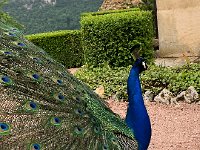 IMG 7433  the peahens were not impressed