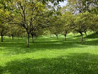 IMG 7494  orchard